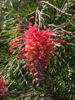 spiritual psychotherapist brookvale